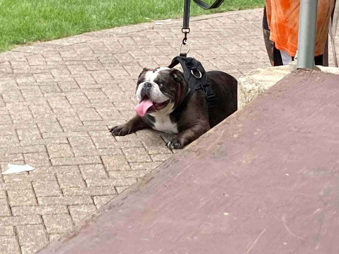 dog with tongue out