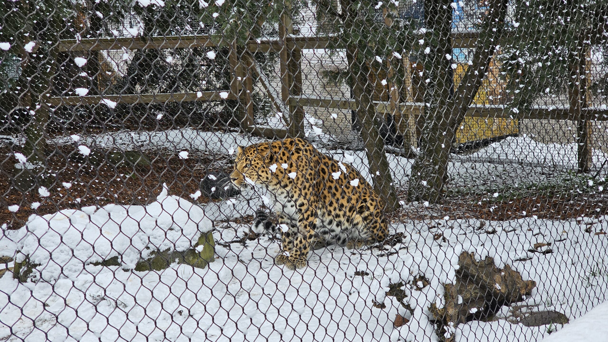 Snow Leopard at zoo