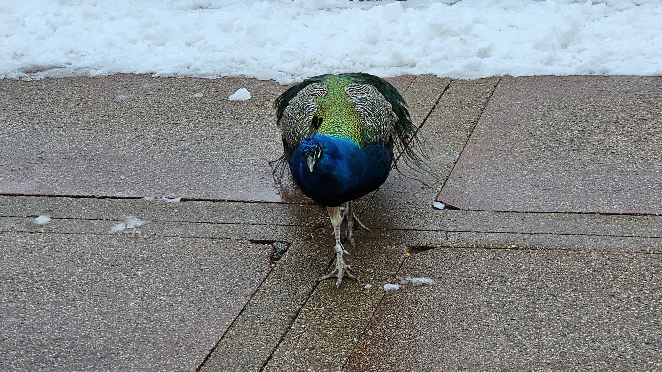 peacock looking directly at camera